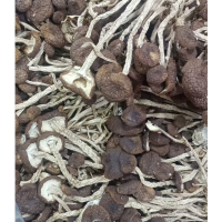 Cha Shu Gu - Agrocybe Aegerita 250gram