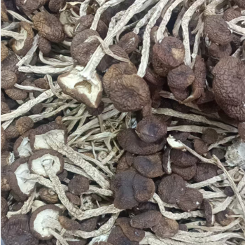 Cha Shu Gu - Agrocybe Aegerita 250gram Cha Shu Gu - Agrocybe Aegerita 250gram