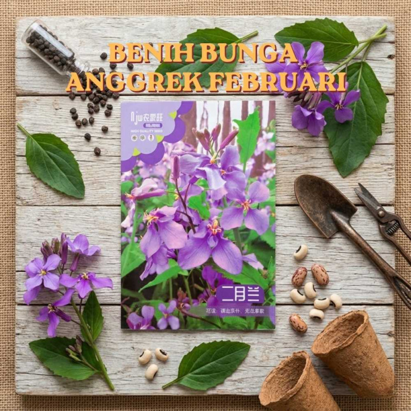Benih Anggrek Februari
