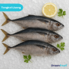 Ikan Tongkol Biasa  Lisong