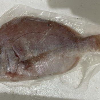 Ikan Kakap Putih Baramundi