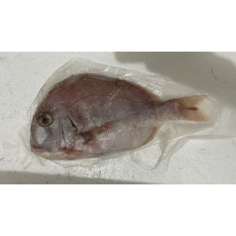 Ikan Kakap Putih Baramundi