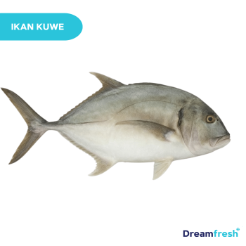Ikan Kue Kuwe