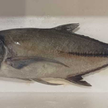 Ikan kue Kuwe Cangkek - Tengkek