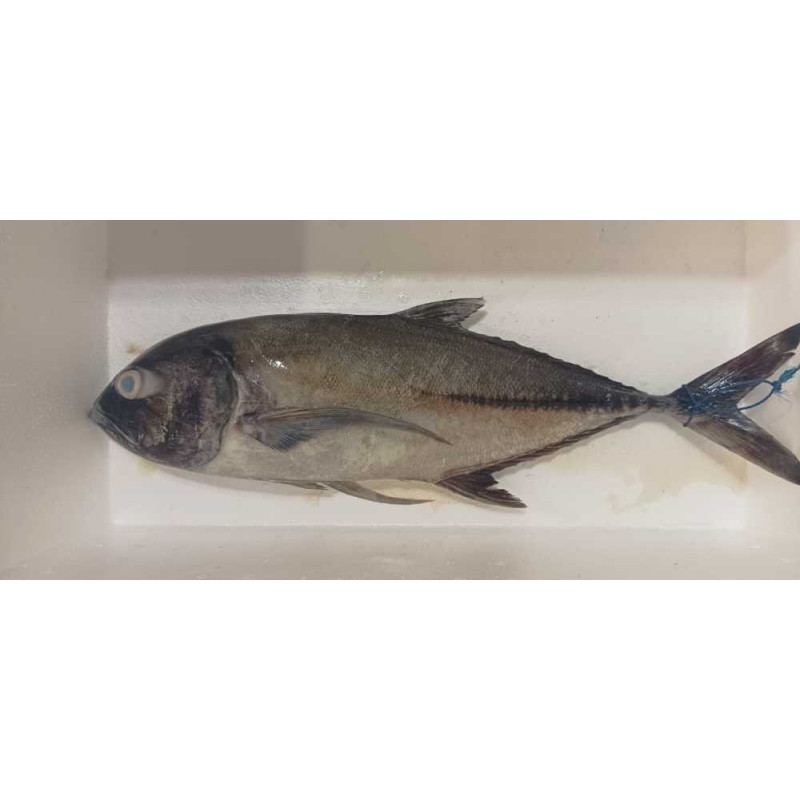 Ikan kue Kuwe Cangkek - Tengkek