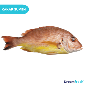 Ikan Kakap Merah Redsnapper (500g - 1kg)