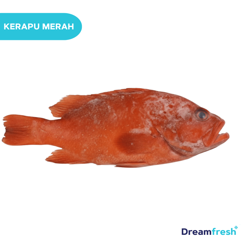 Ikan Kerapu Merah