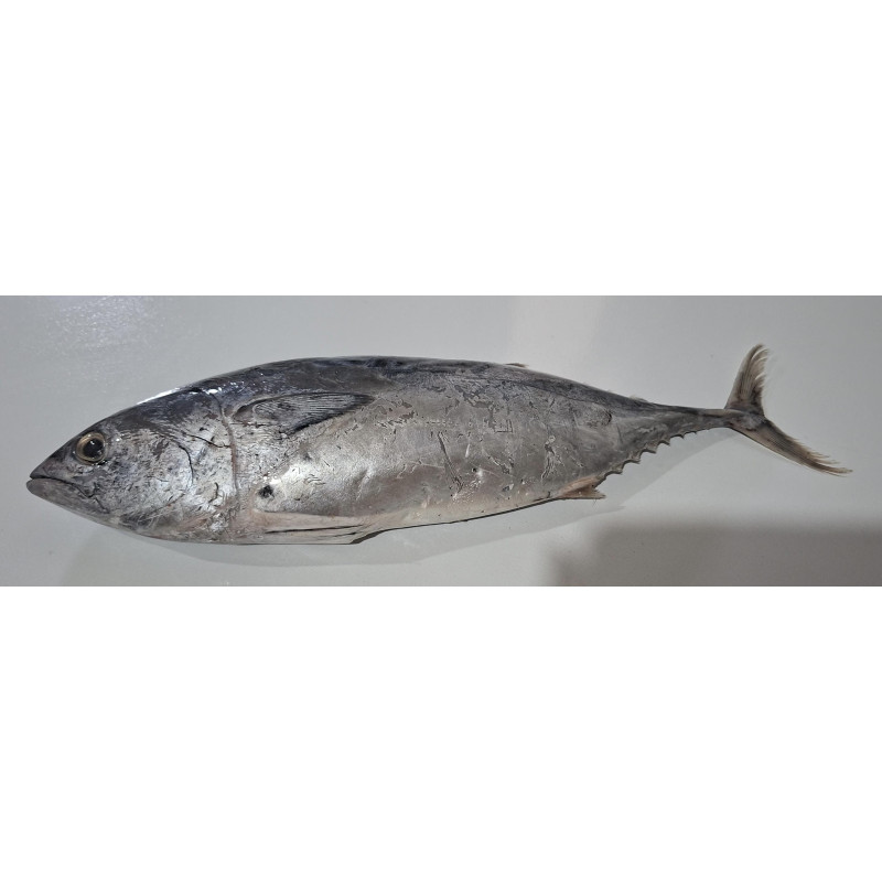 Ikan Tongkol Banjar Cakalang Batik