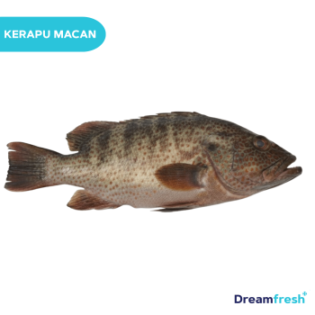 Ikan Kerapu