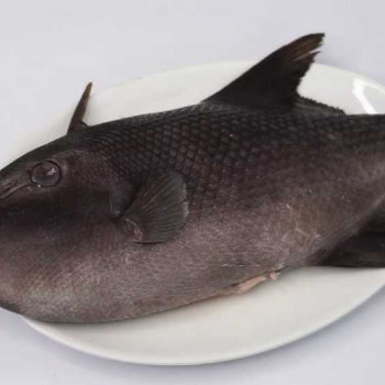 Ikan Etong - Ayam Ayam