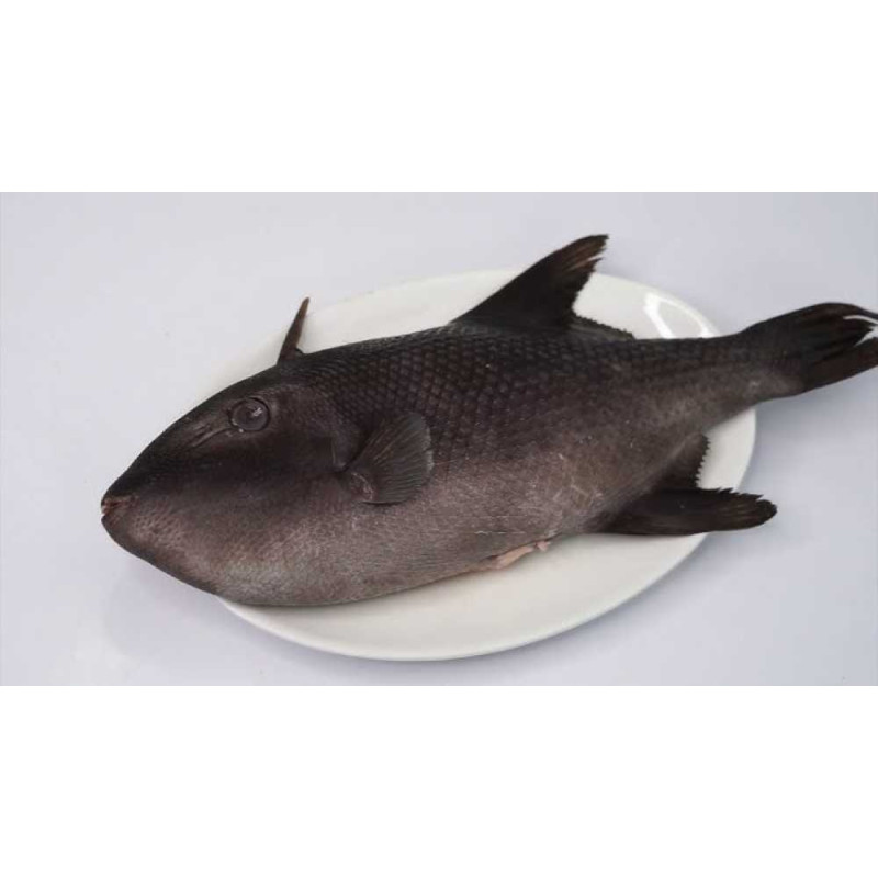 Ikan Etong - Ayam Ayam