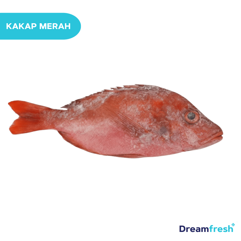 Ikan Kakap Merah Redsnapper (500g - 1kg)