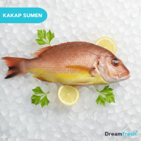 Ikan Kakap Suman - Sumen