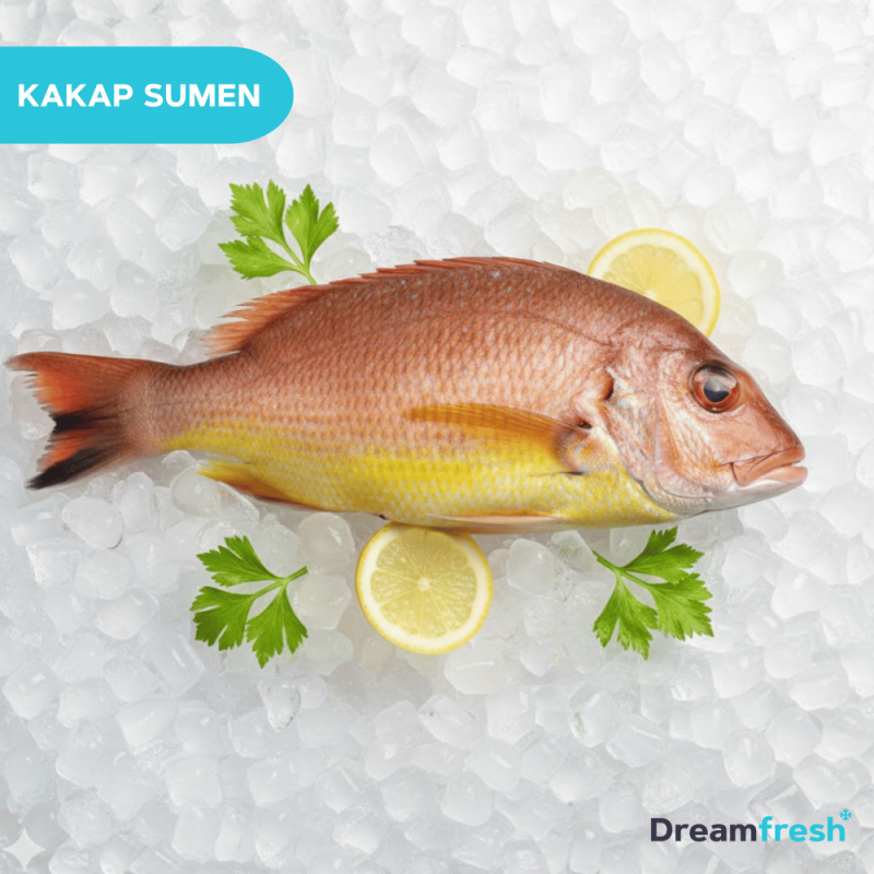 Ikan Kakap Suman - Sumen