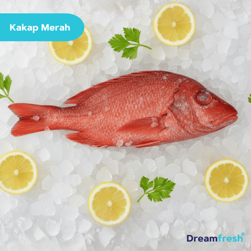 Ikan Kakap Merah (below500g)