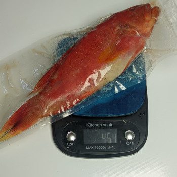 Ikan Kerapu Merah