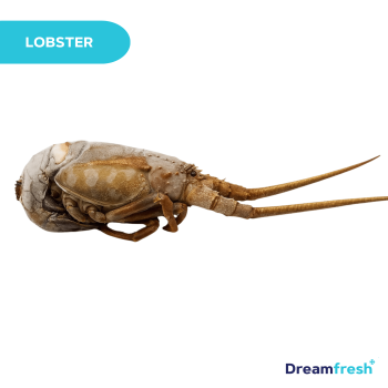 Lobster Batu - Besar