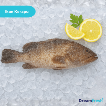 Ikan Kerapu
