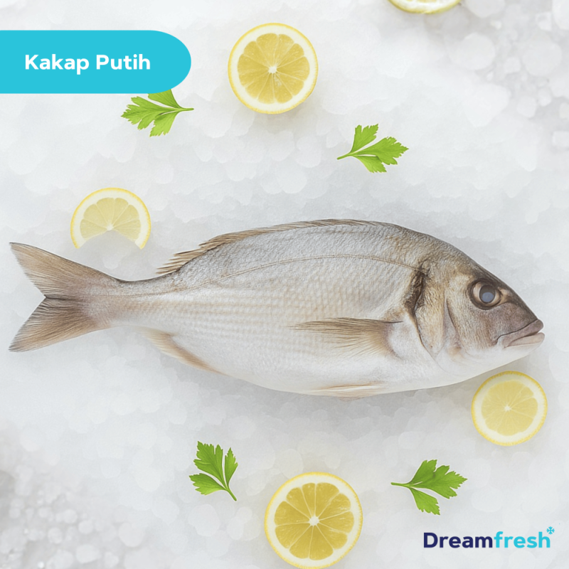 Ikan Kakap Putih Baramundi