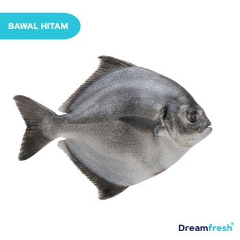 Ikan Bawal Hitam
