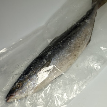 Ikan Tenggiri
