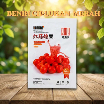 Benih Ciplukan Merah