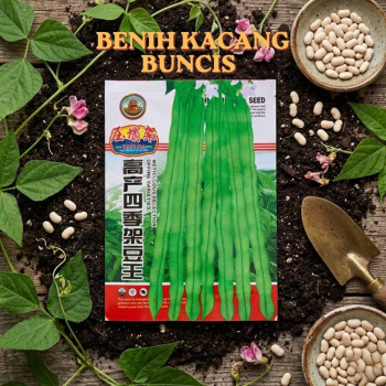 Benih Kacang Buncis
