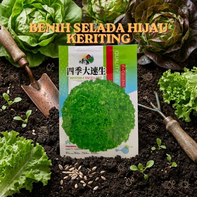 Benih Selada Hijau Keriting