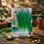 Benih Daun Bawang