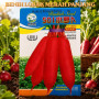 Benih Lobak Merah Panjang