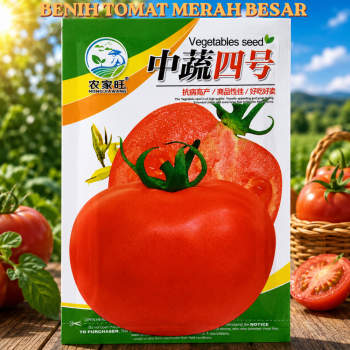 Benih Tomat Merah Besar