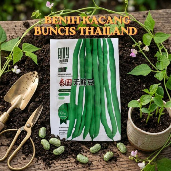 Benih Kacang Buncis Thailand