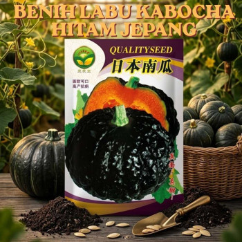Benih Labu Kabocha Hitam Jepang