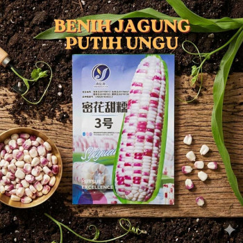 Benih Jagung Ungu Putih