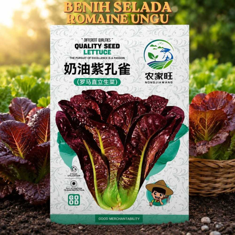 Benih Selada Romaine Ungu