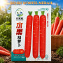 Benih Wortel Merah