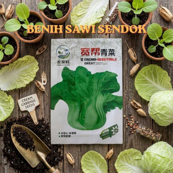 Benih Sawi Sendok