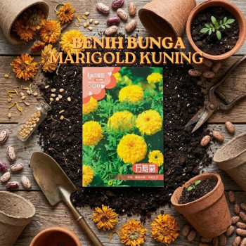 Benih Bunga Marigold Kuning