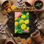 Benih Bunga Marigold Kuning