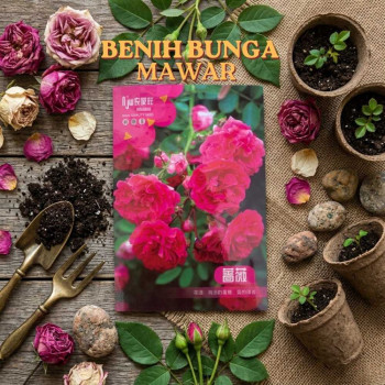 Benih Bunga Mawar