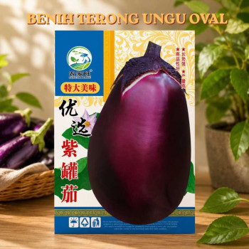 Benih Terong Ungu Oval