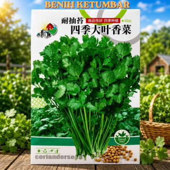 Benih Ketumbar Daun Besar