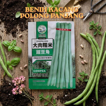 Benih Kacang Polong Panjang