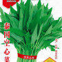 Benih Kangkung Darat 2