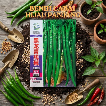 Benih Cabai Hijau Panjang