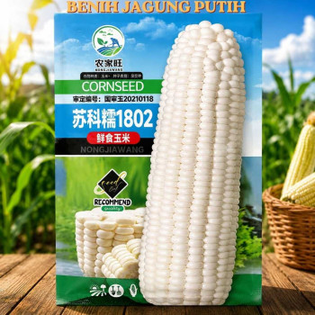 Benih Jagung Putih