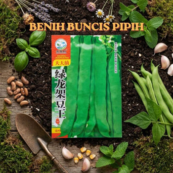 Benih Buncis Pipih
