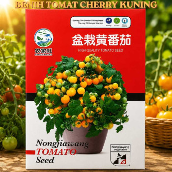Benih Tomat Cherry Kuning