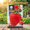 Benih Strawberry Merah