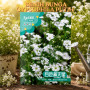 Benih Bunga Gypsophila Putih